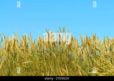 Gros plan de l'herbe de marram avec le ciel bleu en arrière-plan Banque D'Images