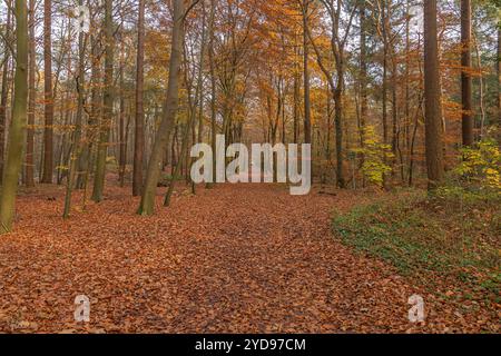 Chemin dans la forêt d'automne couverte de feuilles oranges et un groupe de randonneurs au loin Banque D'Images