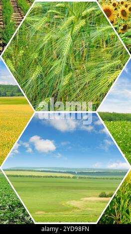 Champs avec plantes agricoles. Collage de photos. Photo verticale. Motif mosaïque. Banque D'Images