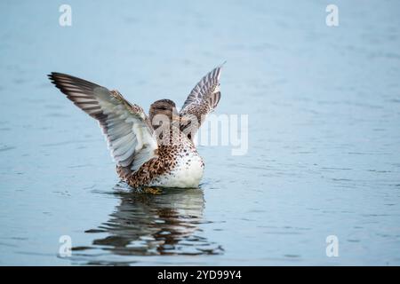 Femelle canard Gadwall, Mareca strepera, sur un lac étirant ses ailes Banque D'Images