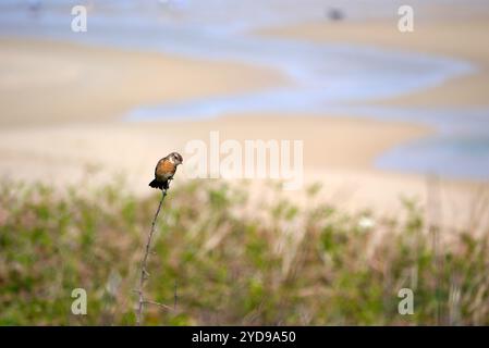 Femelle Stonechat (Saxicola Rubicola) perchée sur une brindille près de Holywell Beach près de Newquay depuis le sentier côtier du Sud-Ouest, Cornouailles du Nord, Angleterre, Royaume-Uni. Banque D'Images