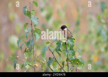 Mâle Stonechat, Saxicola rubicola, perché sur un buisson Banque D'Images