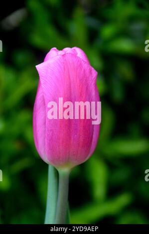 Tulipe Triumph Tulipa « drapeau rose » unique exposée dans un jardin de campagne anglais, Lancashire, Angleterre, Royaume-Uni. Banque D'Images