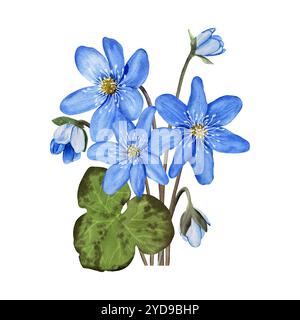 Composition avec fleurs de printemps de forêt bleue anémone hepatica, liverwort. Illustration d'aquarelle botanique dessinée à la main Banque D'Images