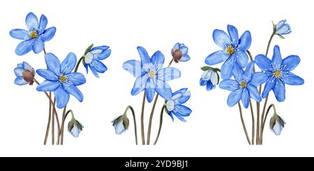 Ensemble de fleurs de printemps forestières bleues anémone hepatica, compositions de liverwort. Illustration d'aquarelle dessinée à la main Banque D'Images