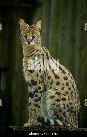 Portrait de profil de serval (felis serval) au zoo Cat Sitting Banque D'Images
