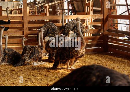 Autruche se bat en toute confiance autour de l'intérieur d'un né à la ferme. Élevage Banque D'Images