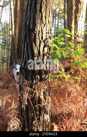 Husky sibérien d'humeur ludique dans la forêt d'automne, regardant le propriétaire de derrière un arbre avec un motif d'écorce intéressant Banque D'Images
