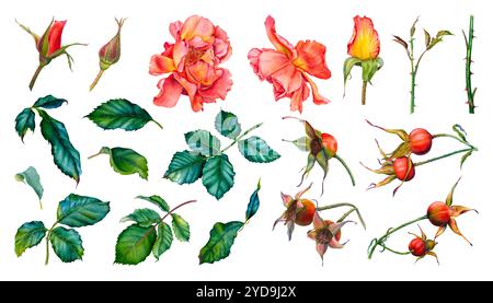 Ensemble de roses, feuilles vertes, tiges de roses sauvages, hanches roses. Illustration aquarelle dessinée à la main de fleurs, de verdure et de baies sur fond isolé. Banque D'Images