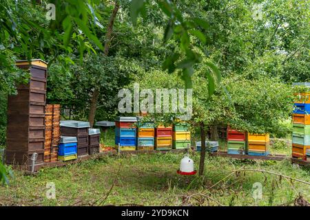 Ruches colorées situées parmi les arbres. Ruches d'abeilles dans les fourrés verts. Banque D'Images