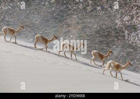 Vicunas sauvages sur les dunes de sable en Argentine, Amérique du Sud Banque D'Images