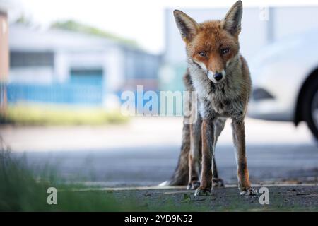 Renard urbain Banque D'Images