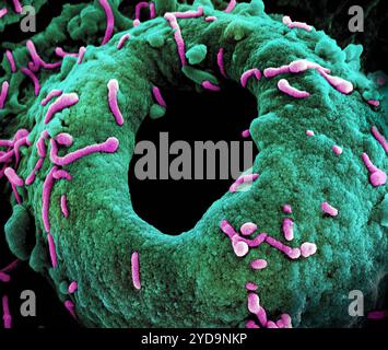 Micrographie électronique à balayage colorisé des particules du virus de Marburg rose à la fois bourgeonnant et attaché à la surface d'une cellule verte VERO E6 infectée. Particules du virus de Marburg 016867 012 Banque D'Images