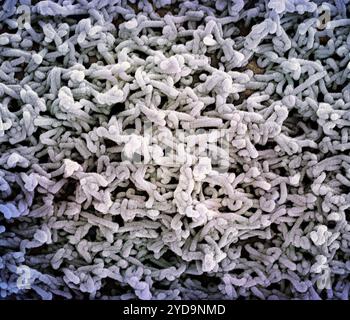 Micrographie électronique à balayage colorée des particules du virus de Marburg bourgeonnant et attachées à la surface d'une cellule VERO E6 infectée. Particules du virus de Marburg 016867 005 Banque D'Images