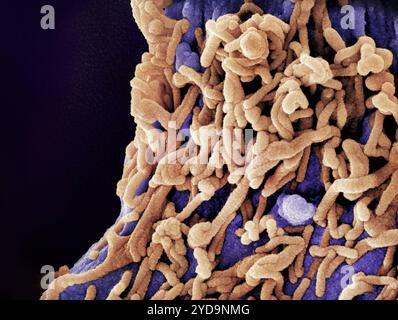 Micrographie électronique à balayage colorée des particules du virus de Marburg orange bourgeonnant et attachées à la surface d'une cellule VERO E6 violette infectée. Particules du virus de Marburg 016867 007 Banque D'Images