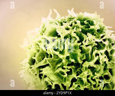 Micrographie électronique à balayage colorisé d'un lymphocyte T également connu sous le nom de vert de cellule T. Lymphocyte T 016867 038 Banque D'Images