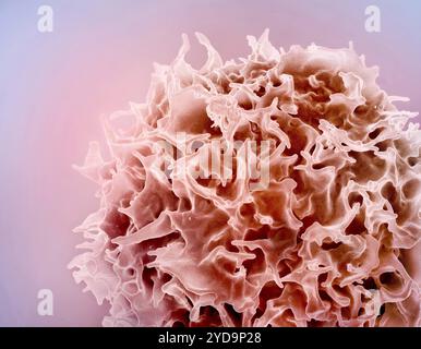 Micrographie électronique à balayage colorisé d'un lymphocyte T également connu sous le nom de rouge de cellule T. Lymphocyte T 016867 039 Banque D'Images