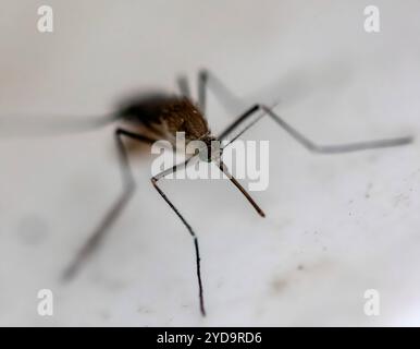 Moustique Culex restuans femelle, récolté dans le Maryland. Ce type de moustique est un vecteur prouvé associé à la transmission du virus du Nil occidental VNO et de l'encéphalite équine orientale EEE. Culex Restuans Mosquito 016867 161 Banque D'Images