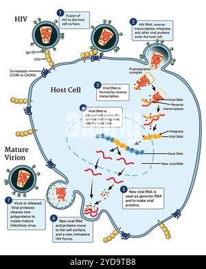 Cette infographie illustre le cycle de réplication du VIH, qui commence lorsque le VIH fusionne avec la surface de la cellule hôte. Une capside contenant le génome du virus et les protéines pénètre alors dans la cellule. La coquille de la capside se désintègre et la protéine VIH appelée transcriptase inverse transcrit l'ARN viral en ADN. L'ADN viral est transporté à travers le noyau, où la protéine intégrase du VIH intègre l'ADN du VIH dans l'ADN de l'hôte. La machinerie de transcription normale de l'hôte transcrit l'ADN du VIH en de multiples copies du nouvel ARN du VIH. Une partie de cet ARN devient le génome d'un nouveau virus, tandis que le c Banque D'Images