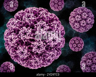 Rendus en 3D de la capside du virus du papillome humain du VPH en rose sur une image de fond qui est une micrographie électronique par transmission des particules du virus du VPH en vert récoltées et purifiées à partir du surnageant de culture cellulaire. Papillomavirus humain HPV 016867 292 Banque D'Images