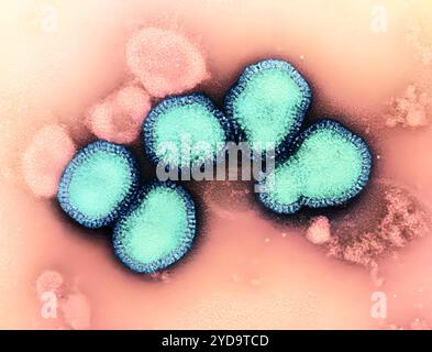 Micrographie électronique à transmission colorisée des particules du virus de la grippe A, colorées en vert et en bleu, isolées d'un échantillon de patient puis propagées en culture cellulaire. La grippe A peut infecter à la fois les humains et les animaux, y compris les oiseaux et les porcs. Plus précisément, cette image montre la souche grippale H3N2, isolée d'un patient à Victoria, en Australie, en 1975. Remarquable pour former à la fois des particules sphériques / virions représentés et des virions filamenteux, cette souche historique peut être employée pour étudier l'ampleur de la réponse immunitaire déclenchée par les candidats-vaccins universels contre la grippe. Virus de la grippe A. Banque D'Images