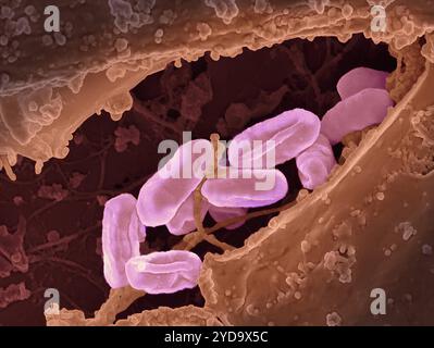 Micrographie électronique à balayage des bactéries Rickettsia typhi. Bactéries Rickettsia typhi 016867 465 Banque D'Images