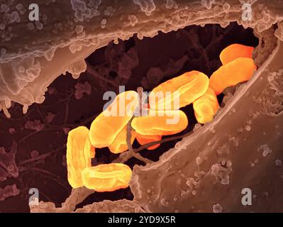 Micrographie électronique à balayage des bactéries Rickettsia typhi. Bactéries Rickettsia typhi 016867 468 Banque D'Images