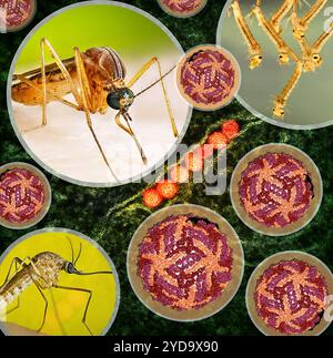 Illustration présentant des moustiques femelles Culex quinquefasciatus qui transmettent le virus du Nil occidental, une reconstruction cryo-EM du virus du Nil occidental, et une micrographie électronique de transmission des particules orange du virus du Nil occidental répliquant dans le cytoplasme d'une cellule verte VERO E6 infectée. Virus du Nil occidental 016867 495 Banque D'Images