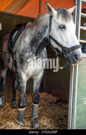 vertical beaux stands de chevaux attachés à la clôture de l'écurie, portant sa bride, préparé pour une promenade passionnante au ranch. son attitude calme sug Banque D'Images