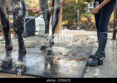 l'image en gros plan montre une cavalière inconnue portant des bottes d'équitation alors qu'elle lave les jambes et les sabots de son cheval avec un tuyau d'eau après un entraînement sessi Banque D'Images