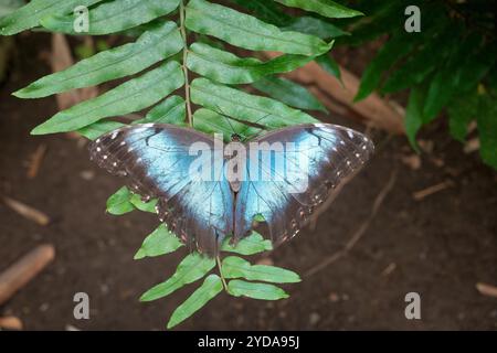 Joli papillon perché sur une feuille Banque D'Images