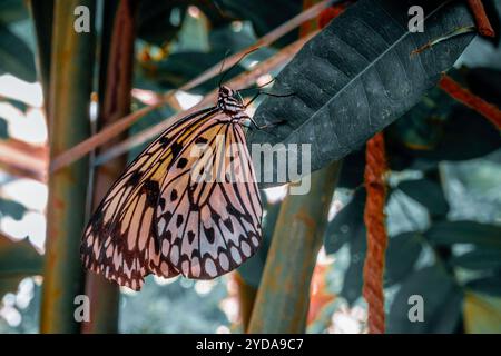 Joli papillon perché sur une feuille Banque D'Images