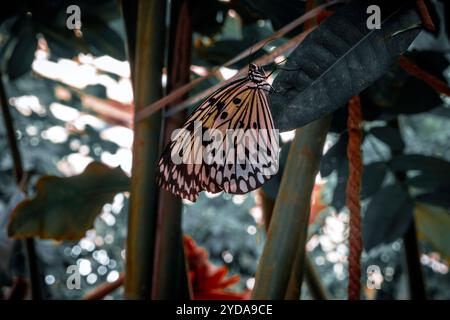 Joli papillon perché sur une feuille Banque D'Images