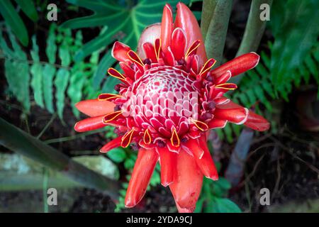 Etlingera elatior, également connu sous le nom de gingembre torche, est une espèce de plante ornée de fleurs saisissantes. Il est apprécié pour son utilisation ornementale et comme impor Banque D'Images