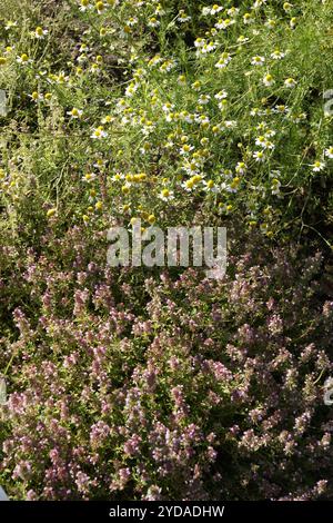 Thymus vulgaris, thym Banque D'Images