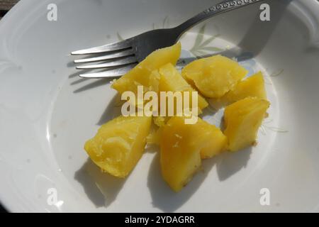 La pomme de terre, Solanum tuberosum Banque D'Images