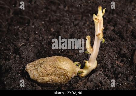 Pomme de terre jaune germée plantée dans le sol. De vieilles pommes de terre en germination simples avec des yeux, un trou oculaire, un bourgeon sont apparues pour le printemps plantingcloseup Banque D'Images