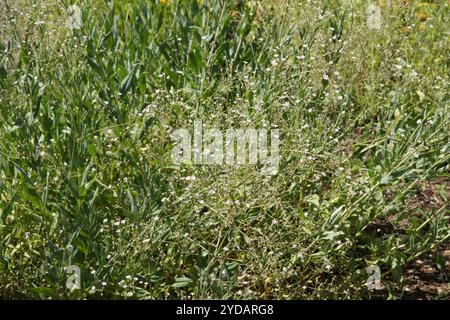Gypsophila scorzonerifolia Banque D'Images