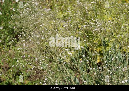 Gypsophila scorzonerifolia Banque D'Images