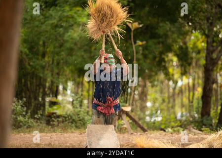 La vie rurale de plus de 70% des agriculteurs thaïlandais implique l’agriculture. Le battage du riz, comme illustré, est une méthode de séparation du grain de l'étal de riz Banque D'Images