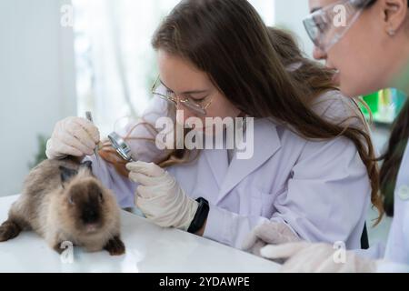 Vétérinaire traitant les lapins malades il donne aux jeunes lapins l'attention dont ils ont besoin pour être en bonne santé Banque D'Images