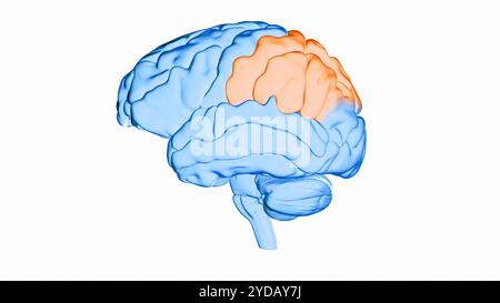 Illustration du lobe pariétal (orange) du cerveau humain. Le lobe pariétal est principalement responsable de l'intégration de l'information sensorielle, y compris le sens spatial et la navigation, et joue également un rôle dans la gestion de fonctions telles que le langage, la lecture et les stimuli internes. Banque D'Images