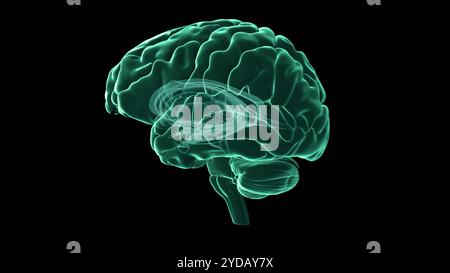 Illustration du cerveau humain, organe central du système nerveux humain. Banque D'Images