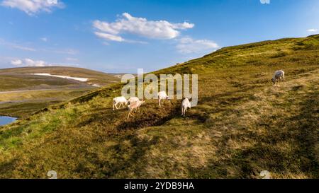 Rennes qui paissent sur une colline norvégienne, Cap Nord, Nordkapp, Norvège Banque D'Images