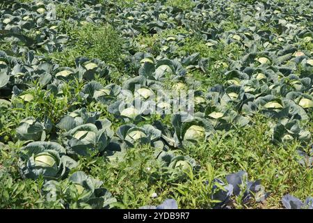Brassica oleracea, chou Banque D'Images