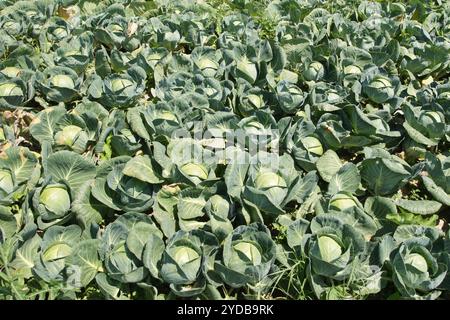 Brassica oleracea, chou Banque D'Images