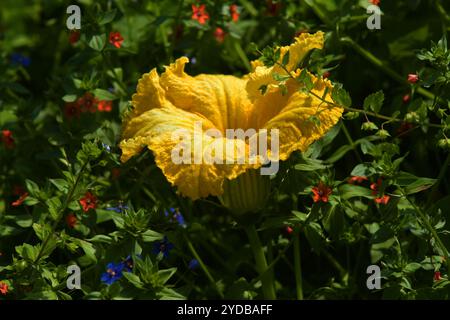Fleur de citrouille et pimpernel des champs Banque D'Images