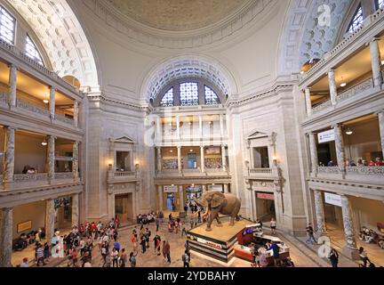 Touristes appréciant le hall principal du Musée national d'histoire naturelle à Washington D.C. Banque D'Images