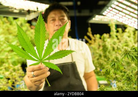 Ouvrier agricole avec de belles plantes de cannabis poussant dans l'usine. Vérification de l'intégrité des tiges et des feuilles dans la pépinière Banque D'Images