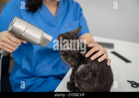 Soin pour chat. Chat toilettage dans le salon de beauté pour animaux de compagnie vet Â toiletteur driesÂ pour le chat. Banque D'Images